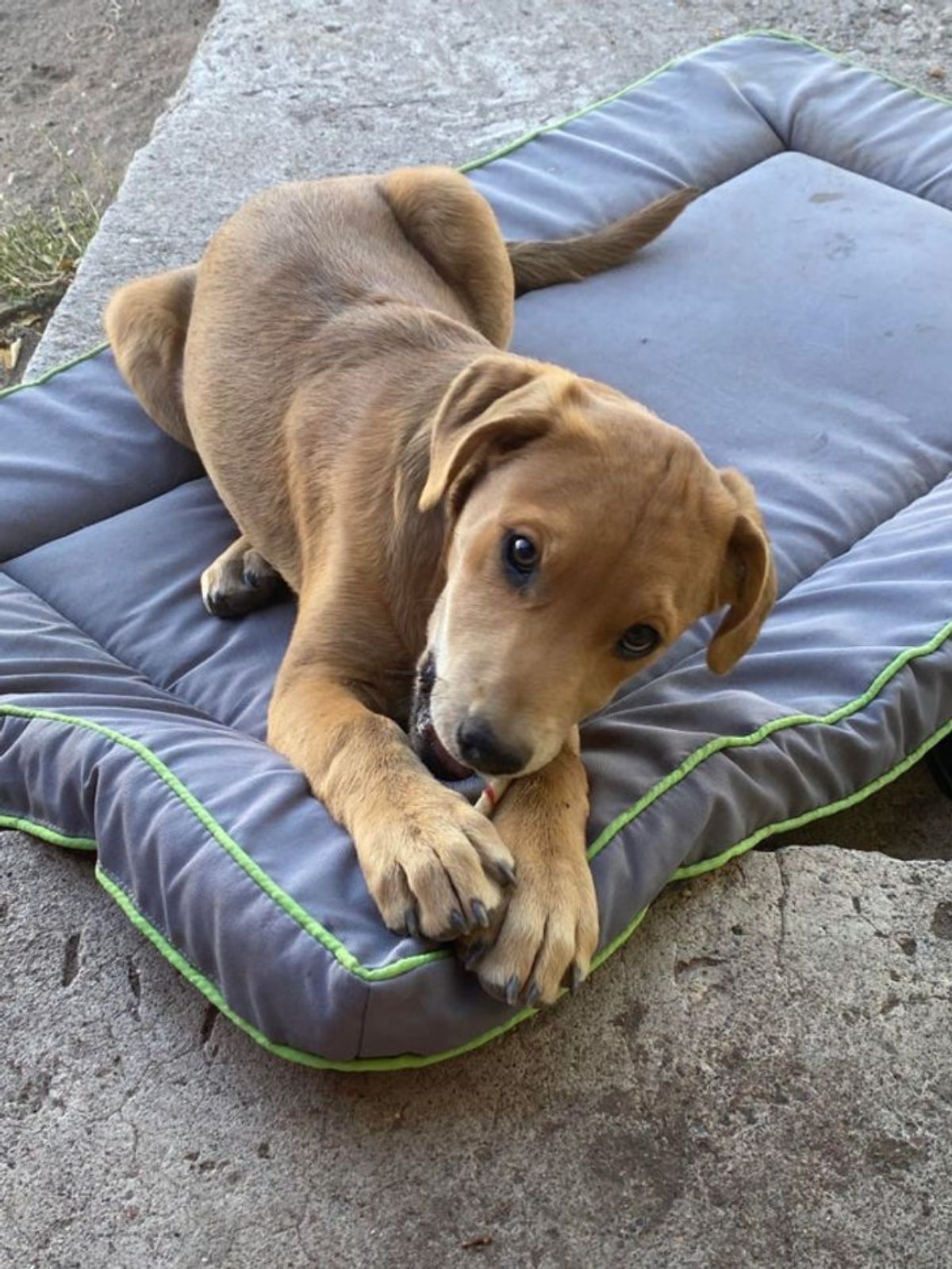 brown puppy laying on a grey and green dog bed chewing a brown and red dog treat