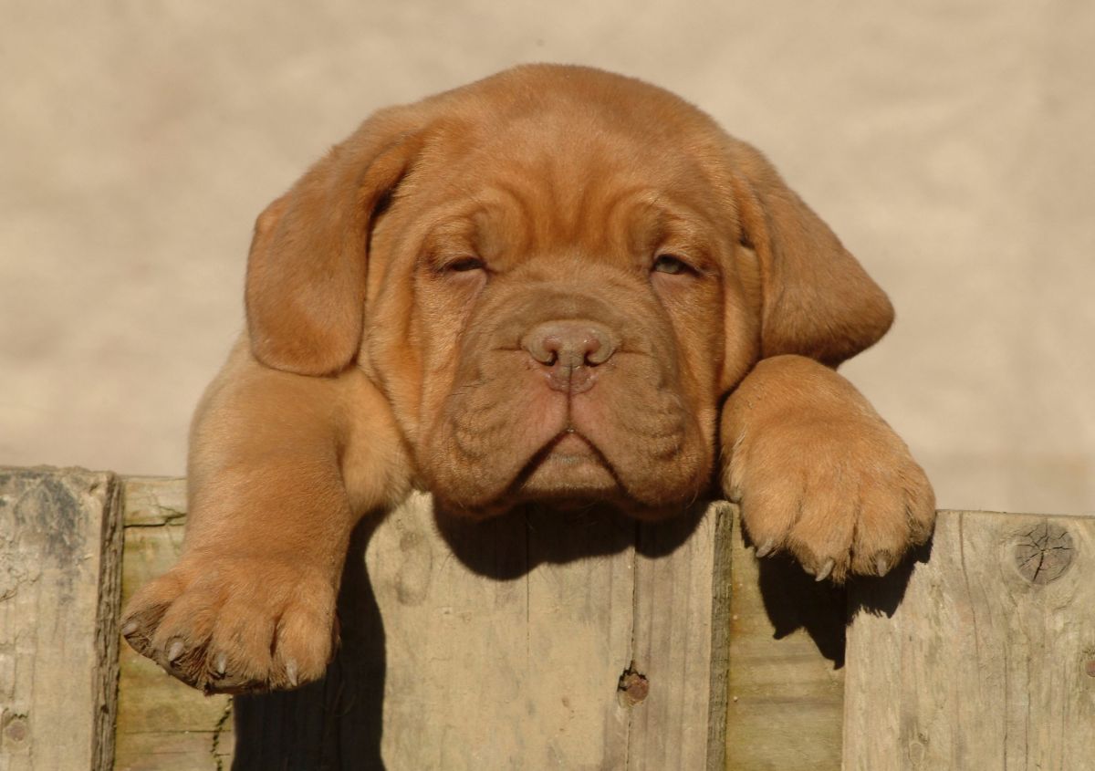 brown puppy peeking over a wooden fence