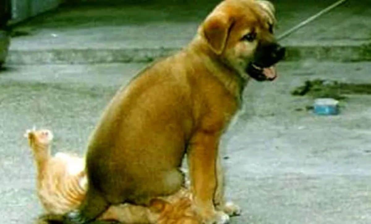 brown puppy sitting on an orange kitten