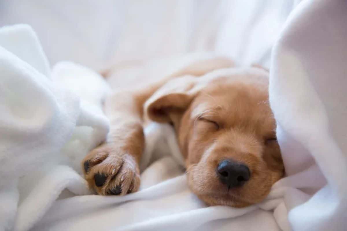brown puppy sleeping cuddled up on a white blanket and white bed