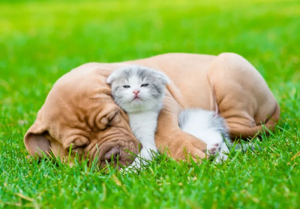 brown puppy sleeping cuddling a grey and white kitten on grass
