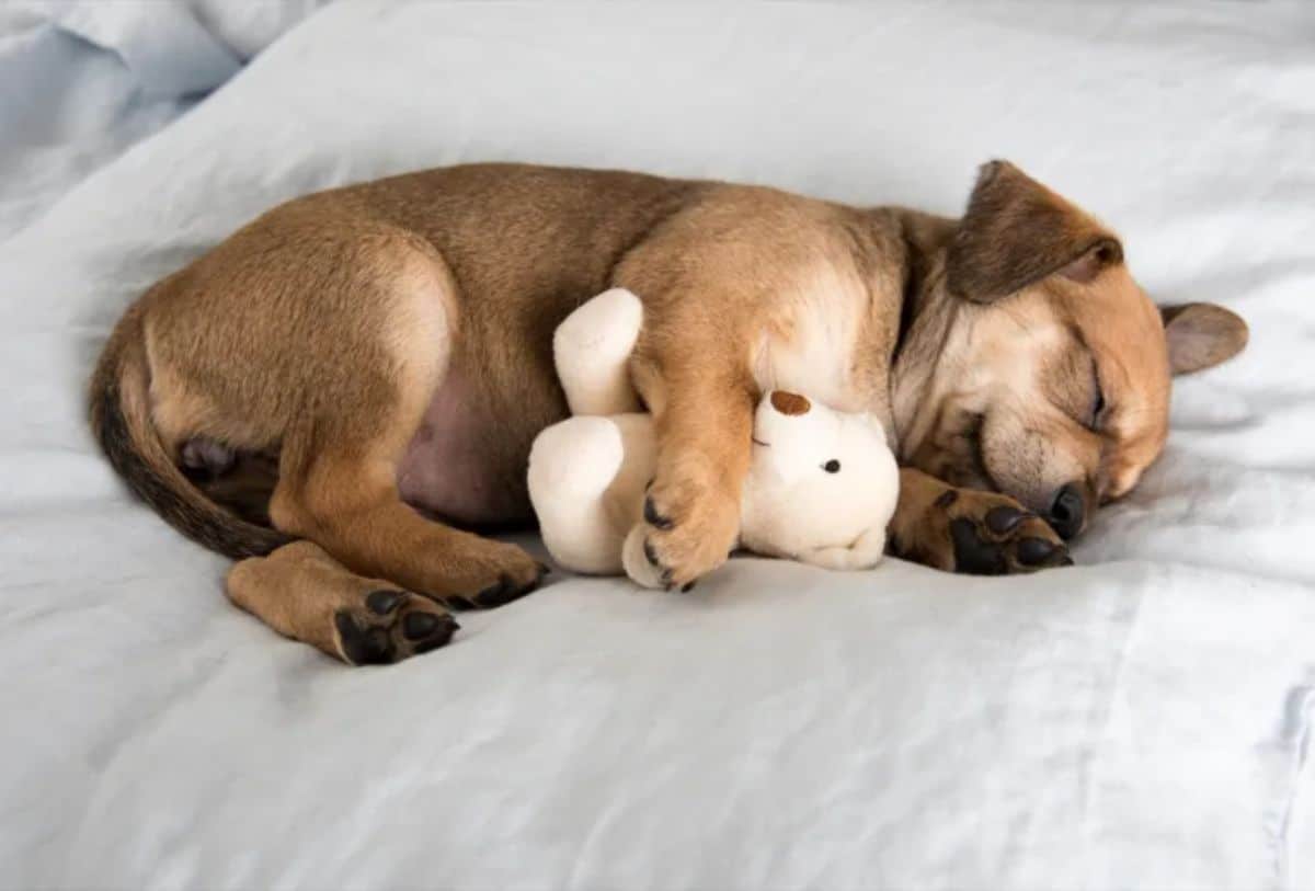 brown puppy sleeping on white bed cuddling a small white teddy bear