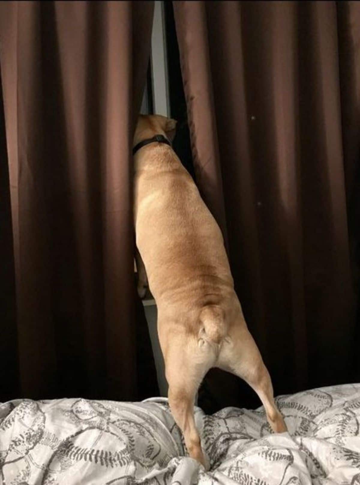 brown puppy standing on hind legs and peeking through brown curtains