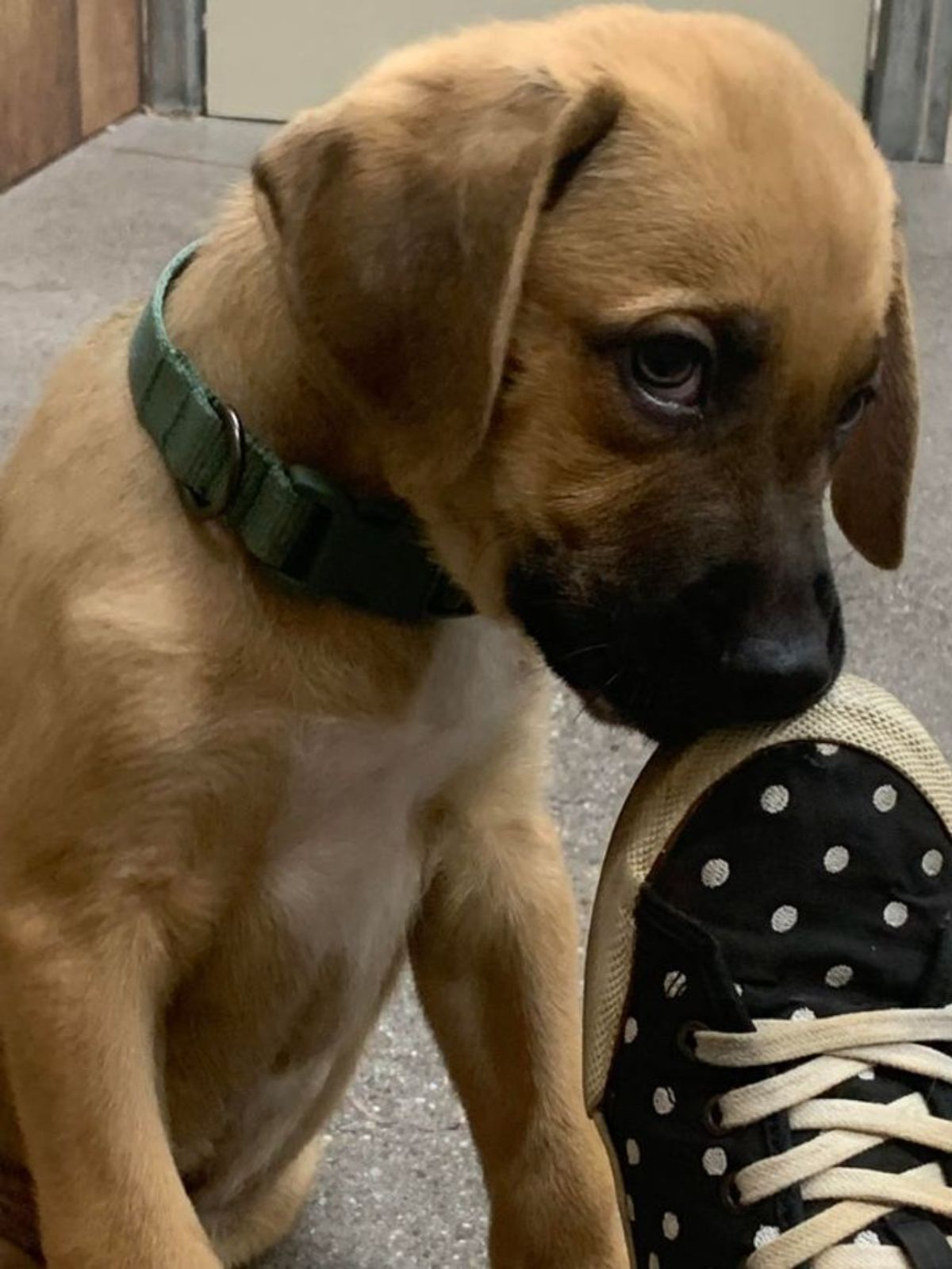 brown puppy wearing a green collar