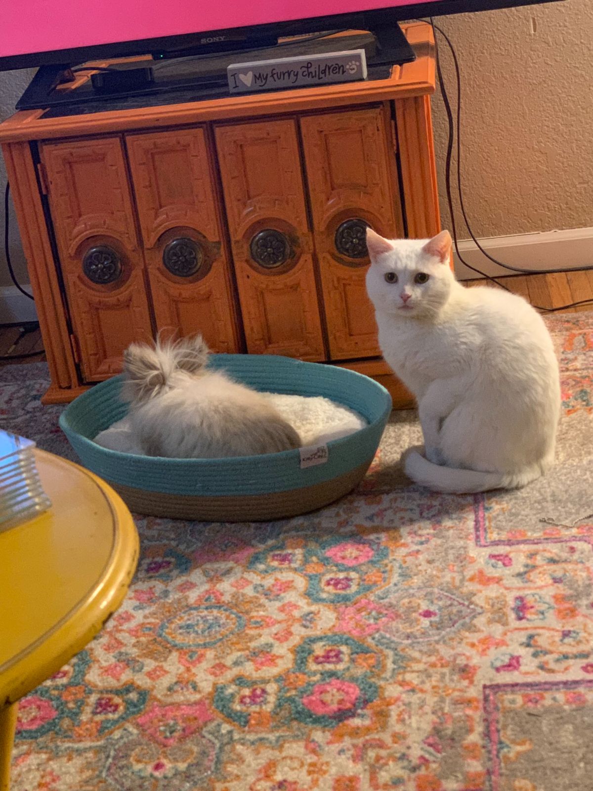 brown rabbit sitting in a cat bed next to a white cat sitting on the floor looking sad