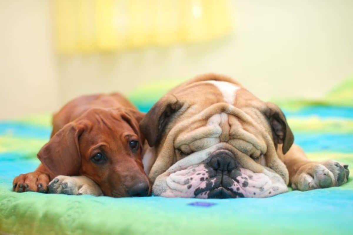 brown rhodesian ridgeback puppy cuddling with a sleeping brown and white english bulldog on a blue and green bed