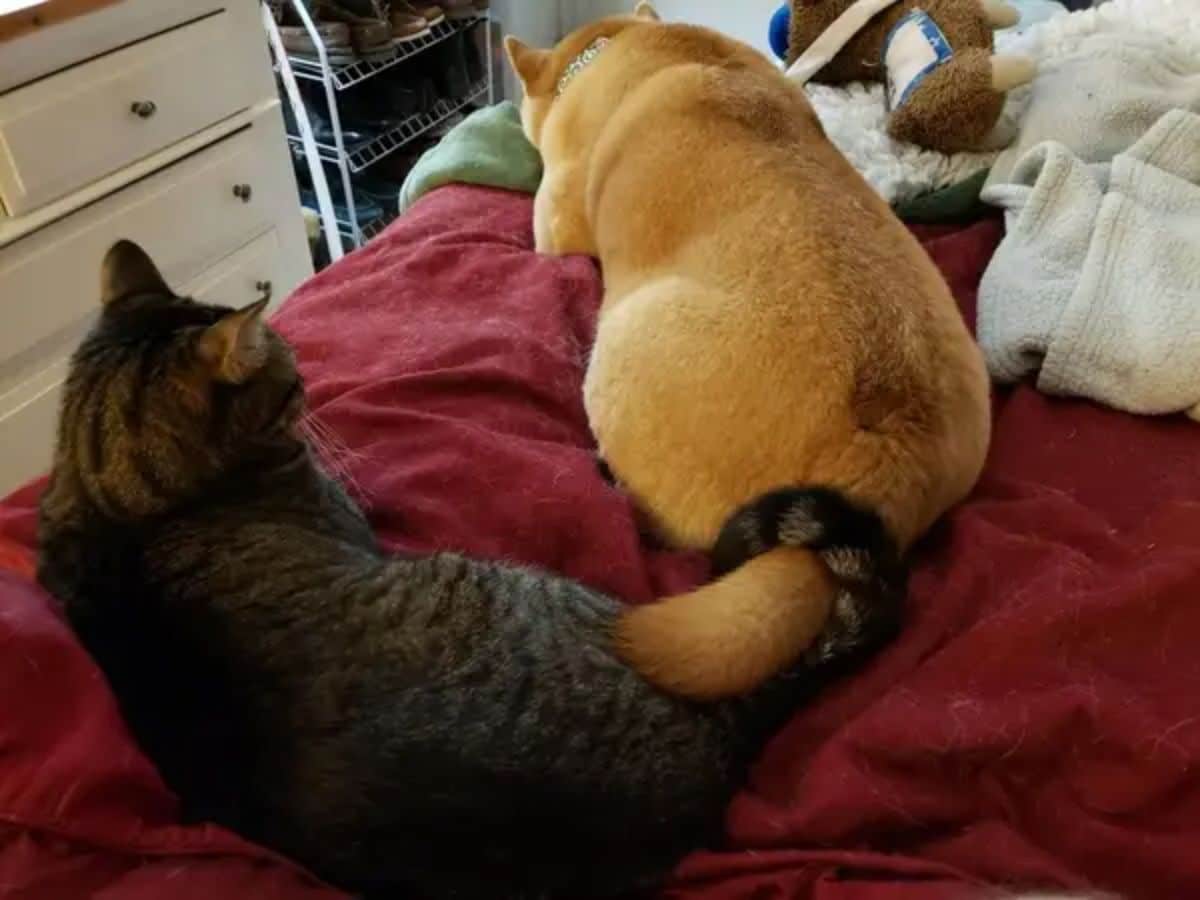 brown shiba inu and grey tabby cat laying on a red bed with the tails intertwined