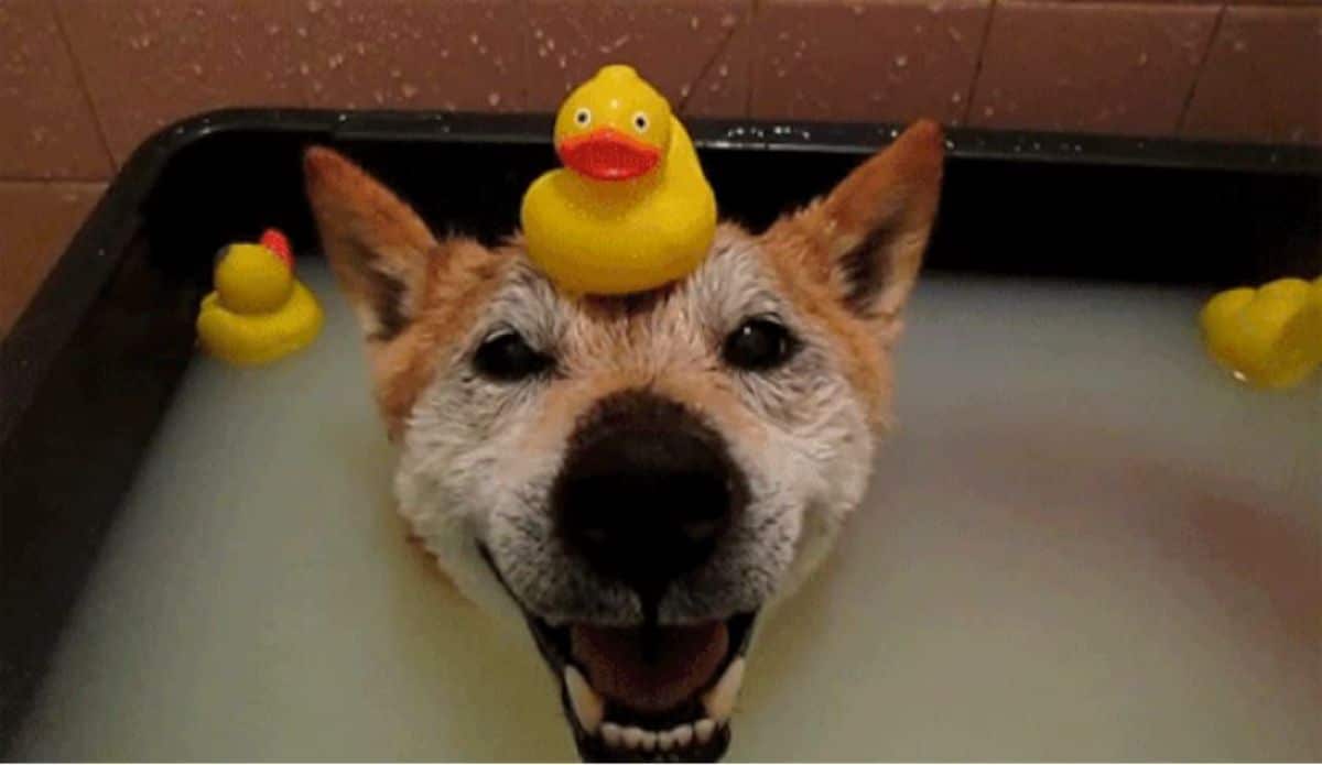 brown shiba inu ina bathtub with a yellow rubber ducky on the head
