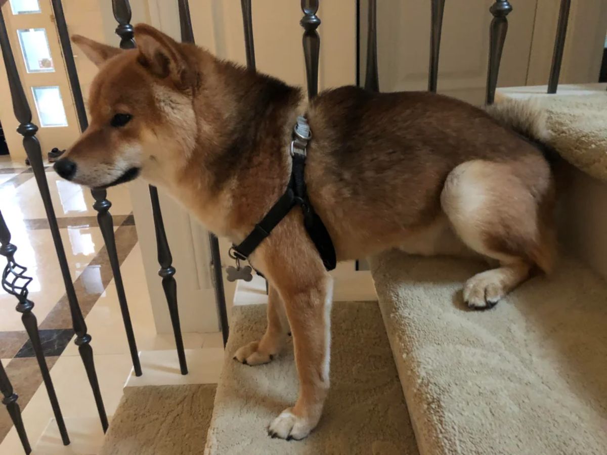 brown shiba inu sitting on one stair and standing on the stair in front of it