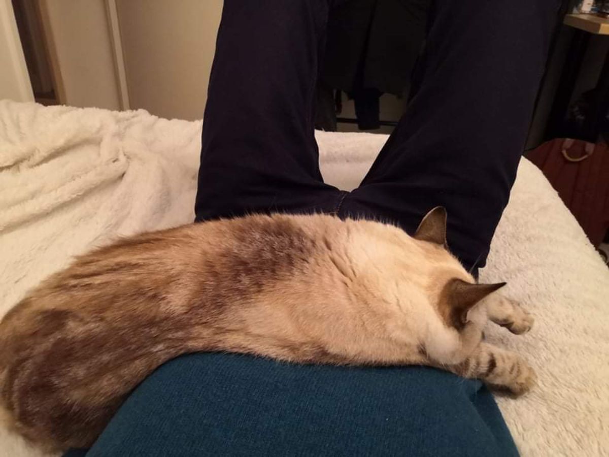 brown siamese cat laying over someone's lap