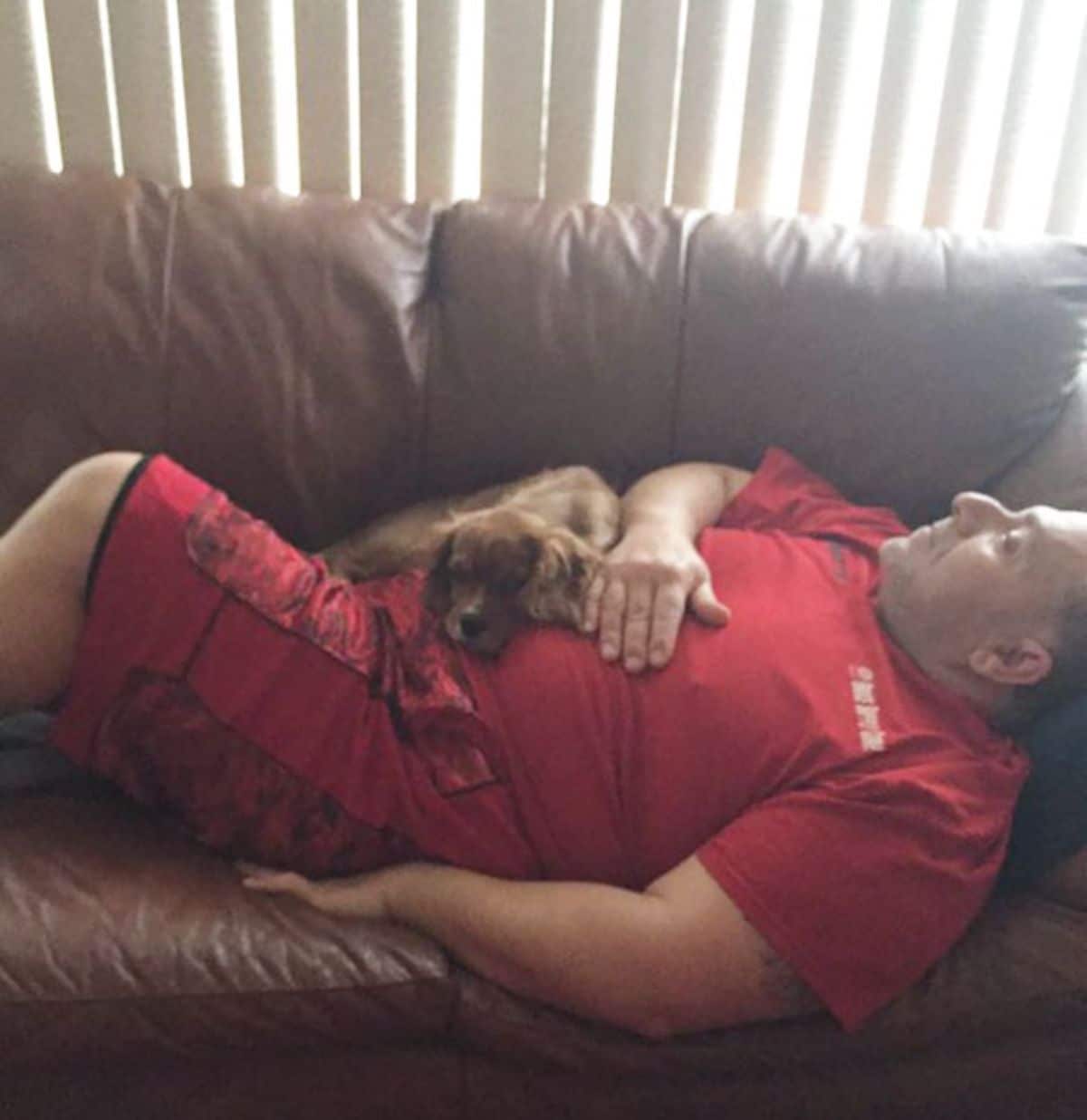 brown spaniel sleeping on a man sleeping on a brown sofa