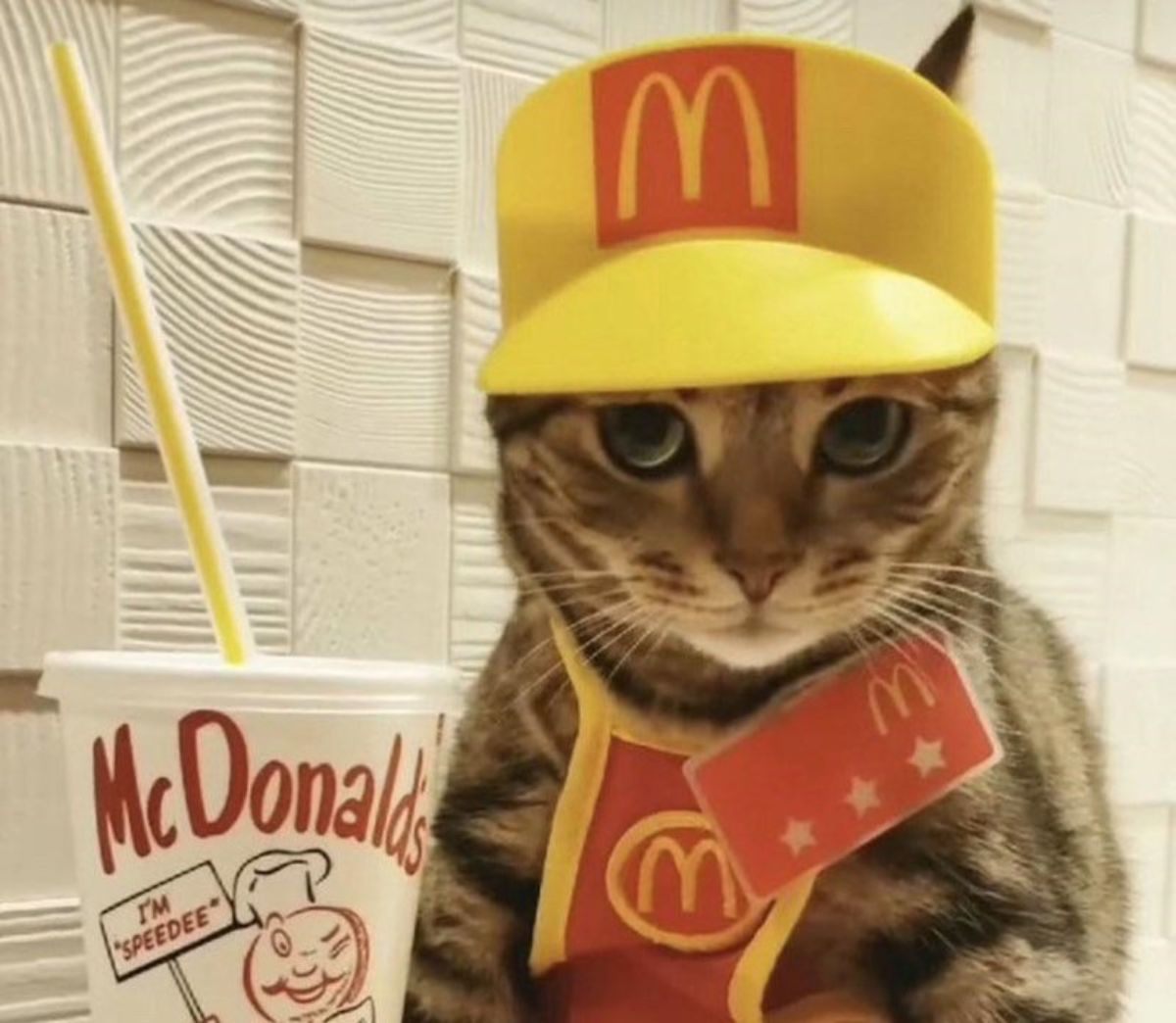 brown tabby cat dressed in mcdonald's hat and apron with a drink next to it