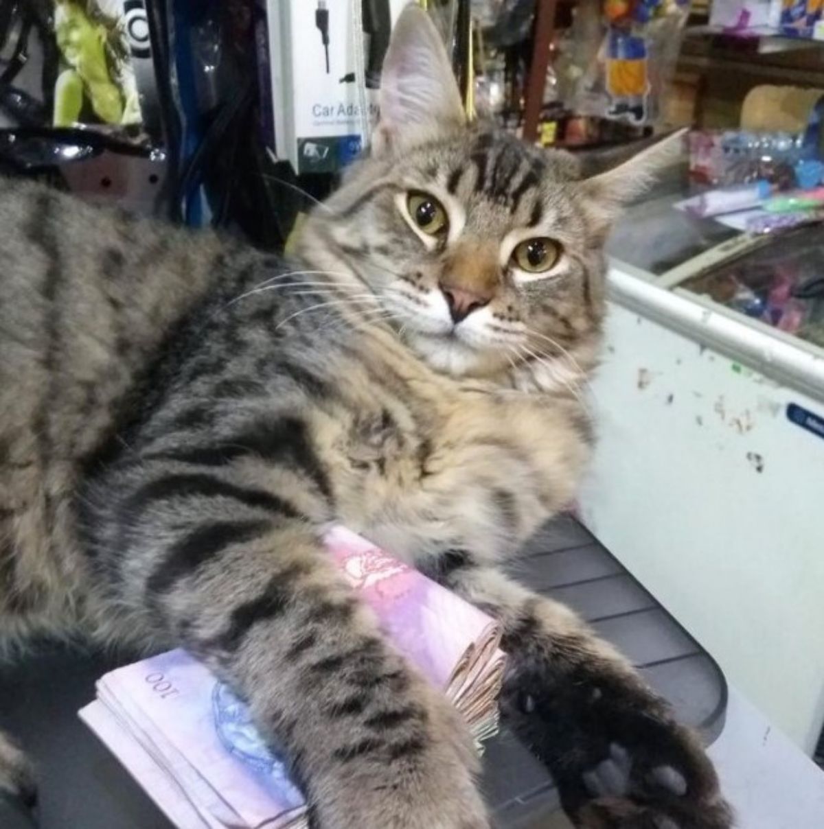 brown tabby cat laying on a table holding a stack of money