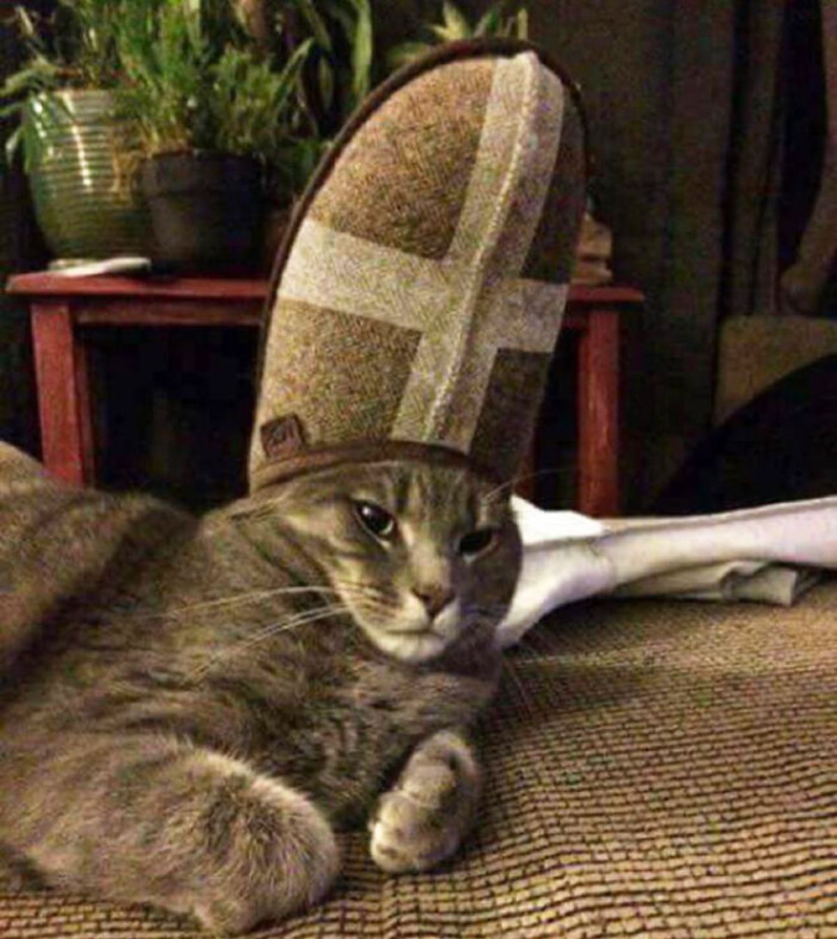 brown tabby cat laying on brown bed with brown and white slipper on the head