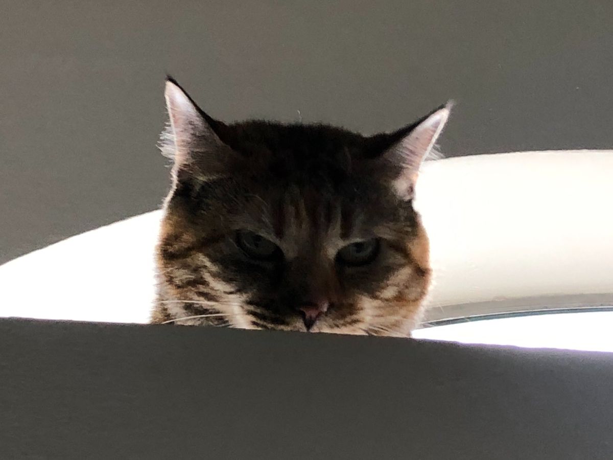 brown tabby cat peeking over something and glaring at someone