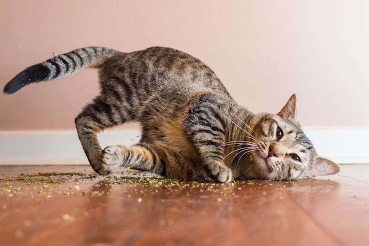 brown tabby cat rubbing itself on catnip on the floor