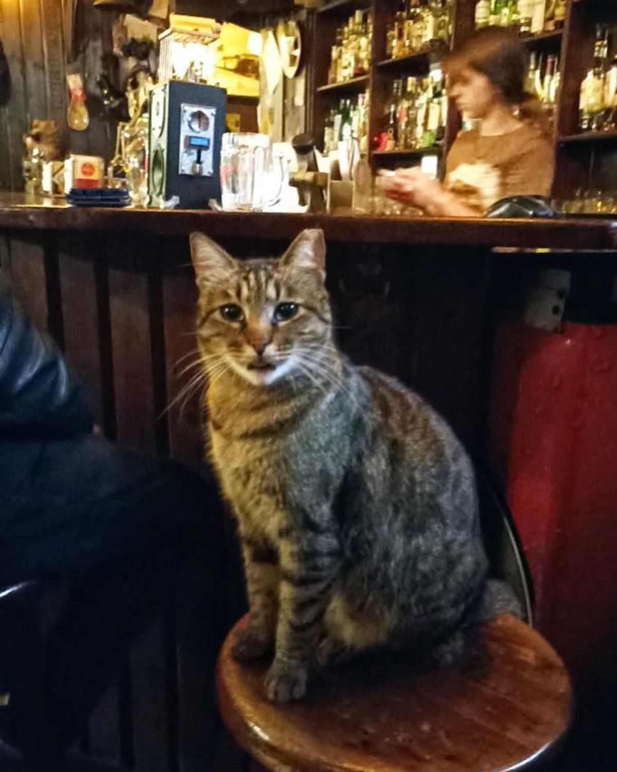 brown tabby cat sitting on a bar stool at a bar