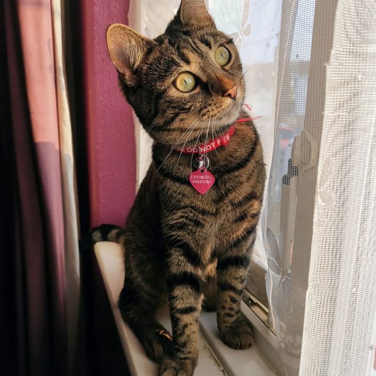brown tabby cat sitting on a window sill and looking out the window