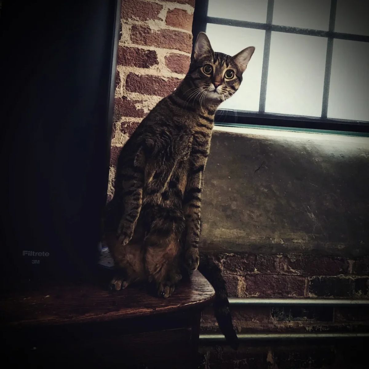 brown tabby cat sitting up on its haunches in curiosity