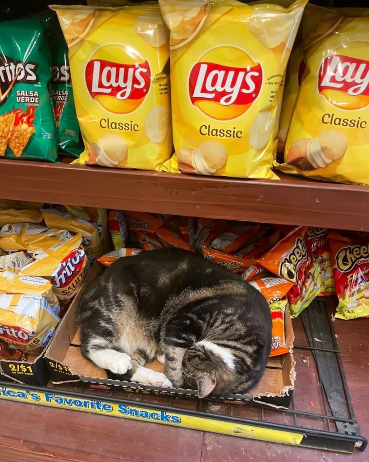 brown tabby cat sleeping next to packets chips