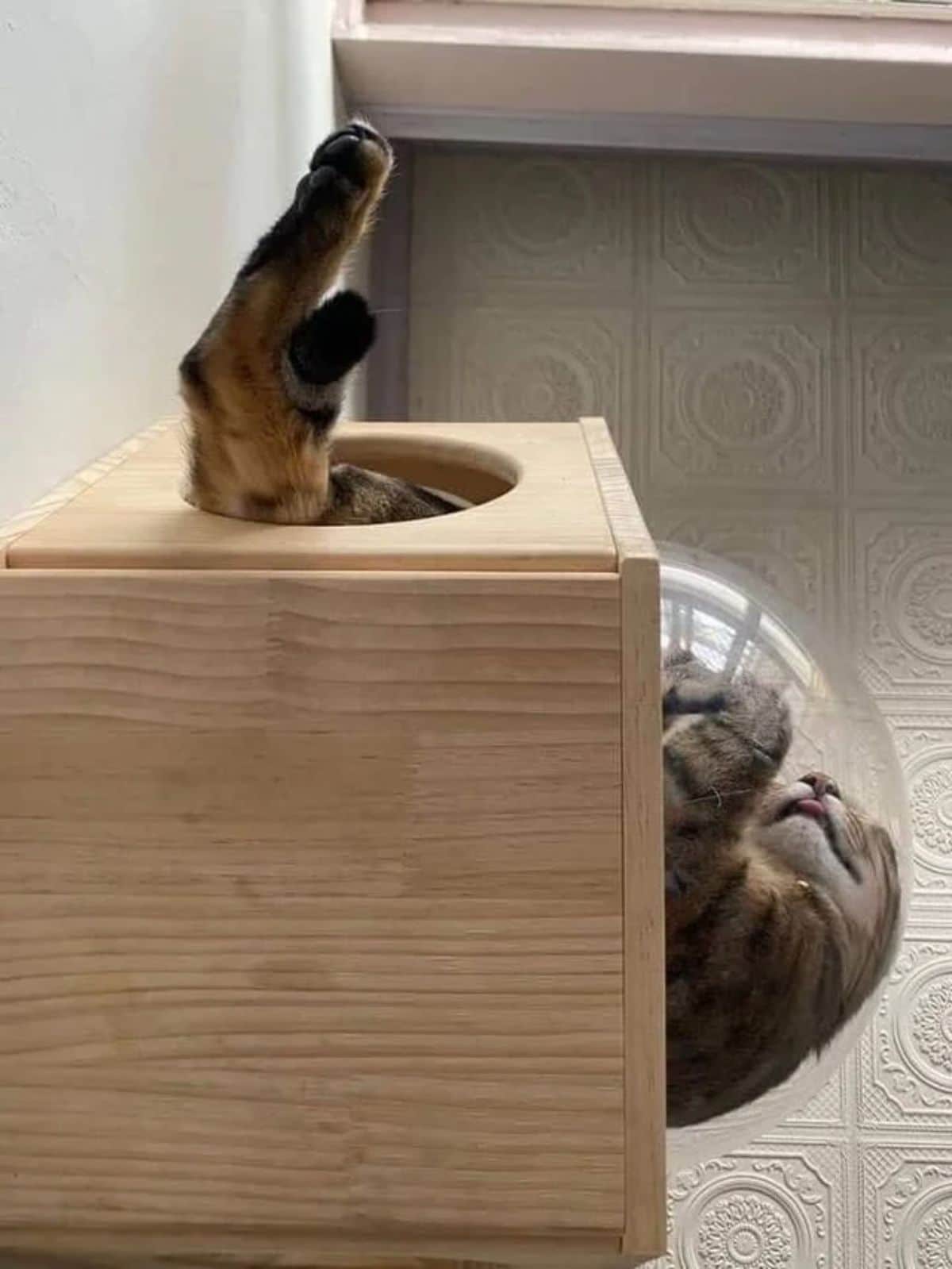 brown tabby cat sleeping with the legs sticking out through a hole at the top of a wooden box and the head showing below and on the side in a glass bubble