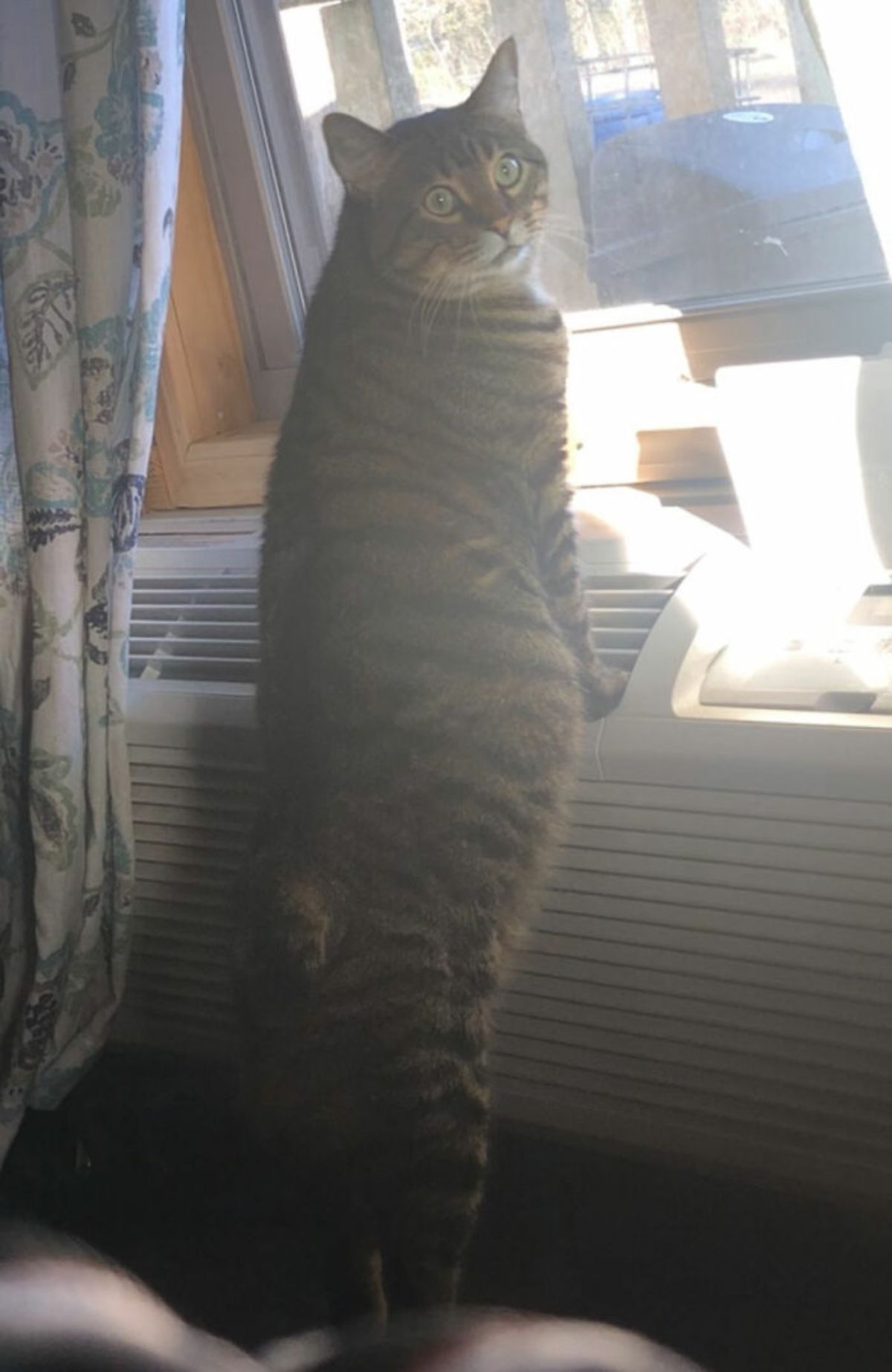 brown tabby cat standing on hind legs by a window and looking back at the camera