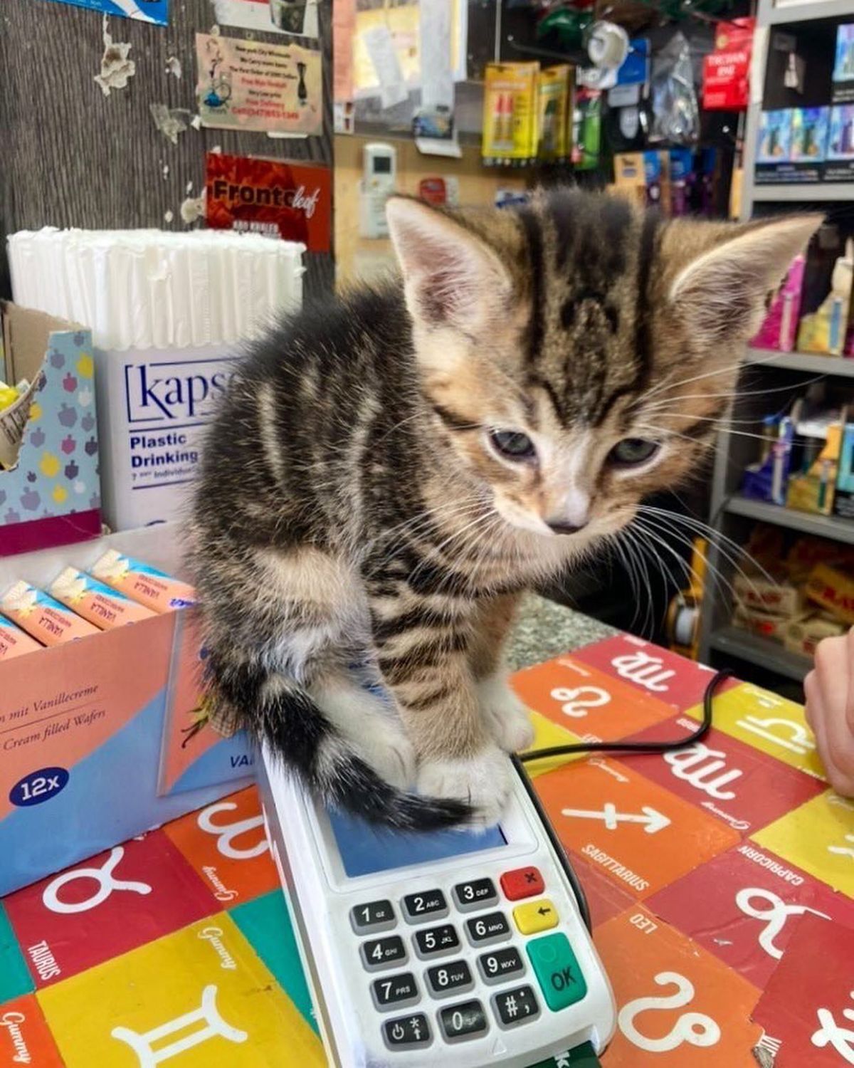 brown tabby kitten sitting on a card reader