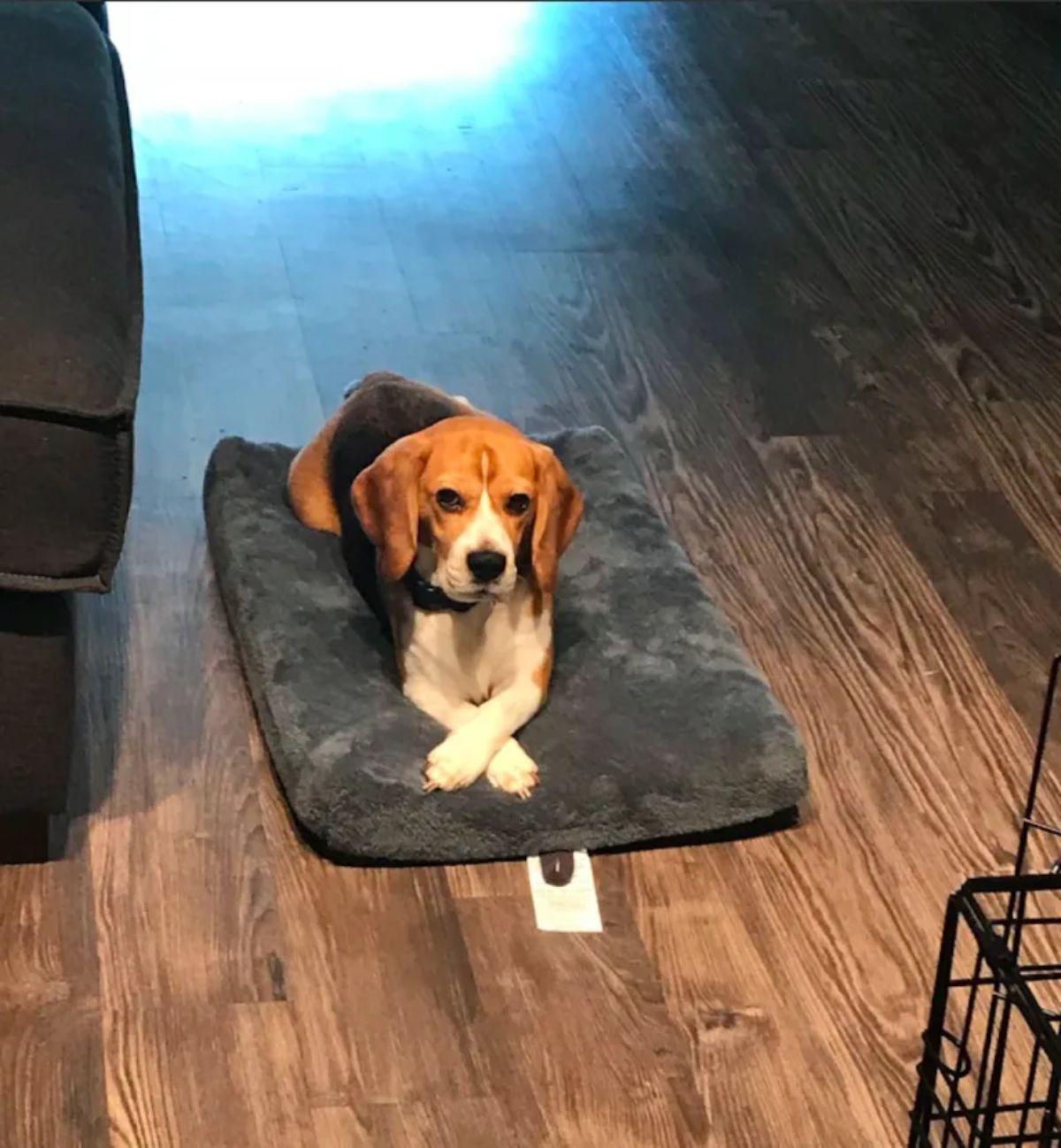 brown white and black beagle laying on a black dog bed with the front paws crossed