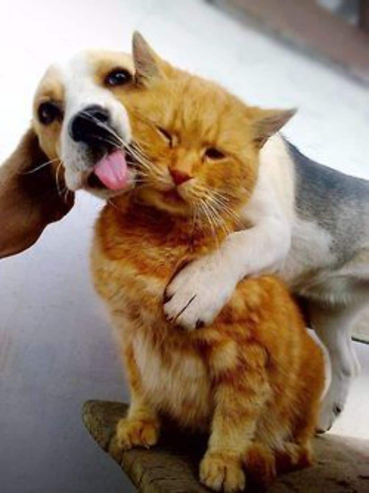 brown white and black dog hugging and licking an unhappy orange cat