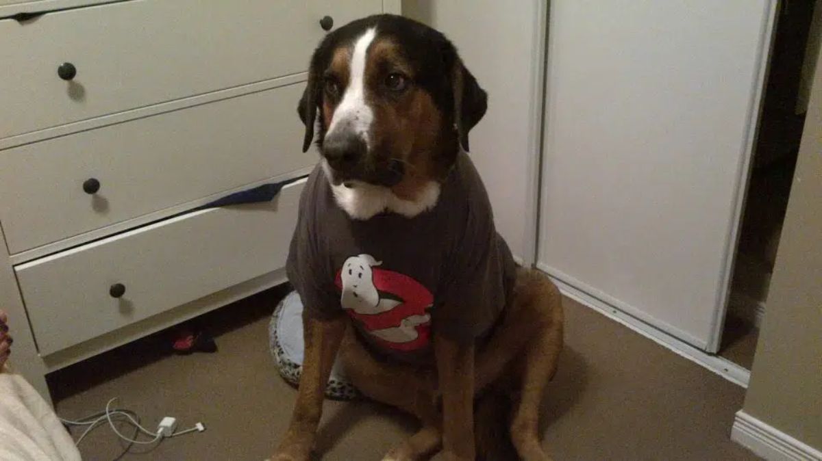 brown white and black dog wearing a brown white and red ghostbsters t shirt
