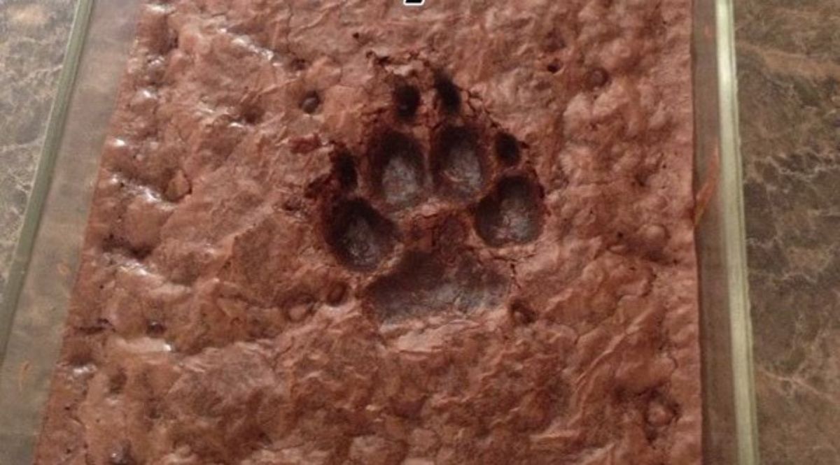 brownies with a dog paw print on it