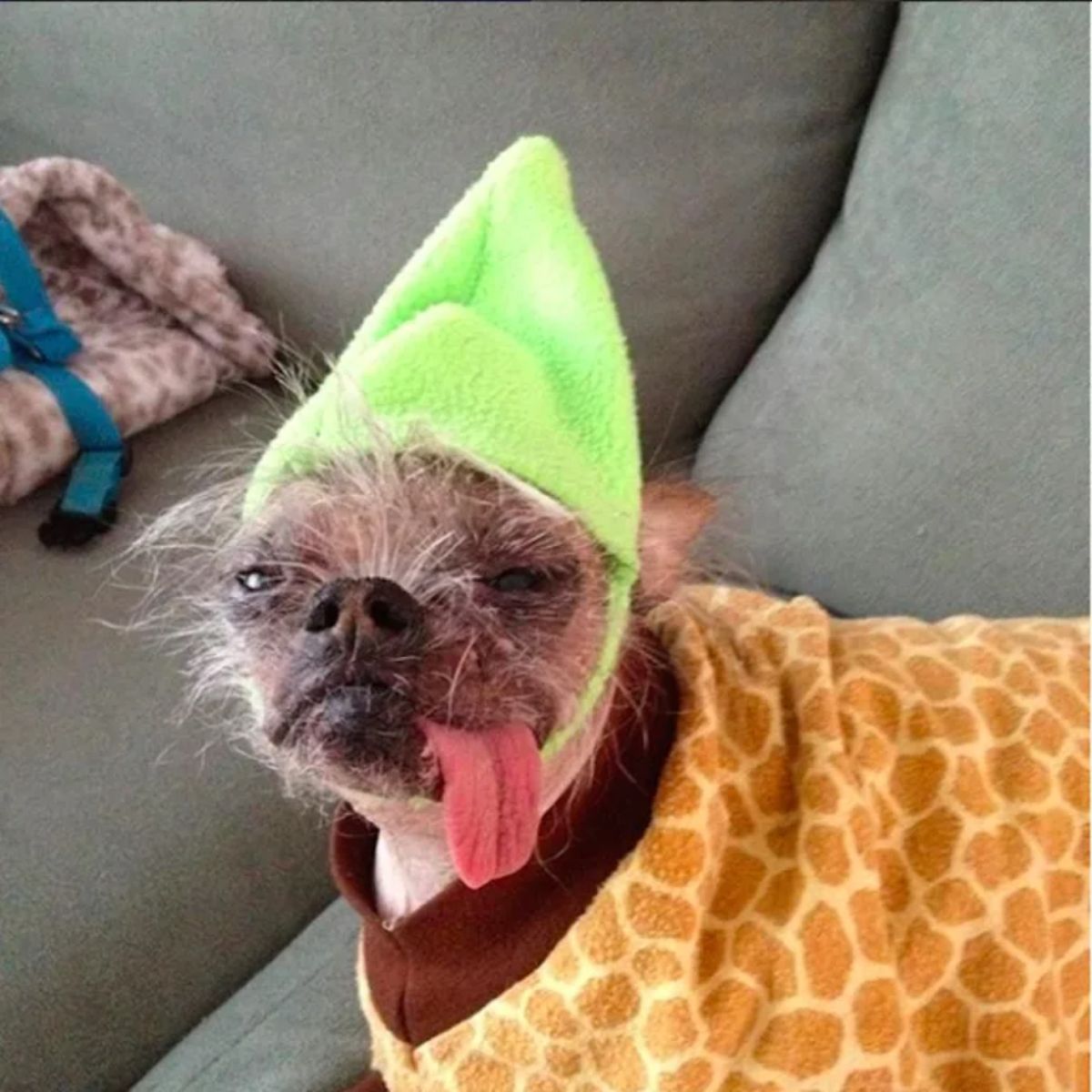 chinese crested dog on a grey sofa wearing a green hat and a yellow and orange giraffe print shirt