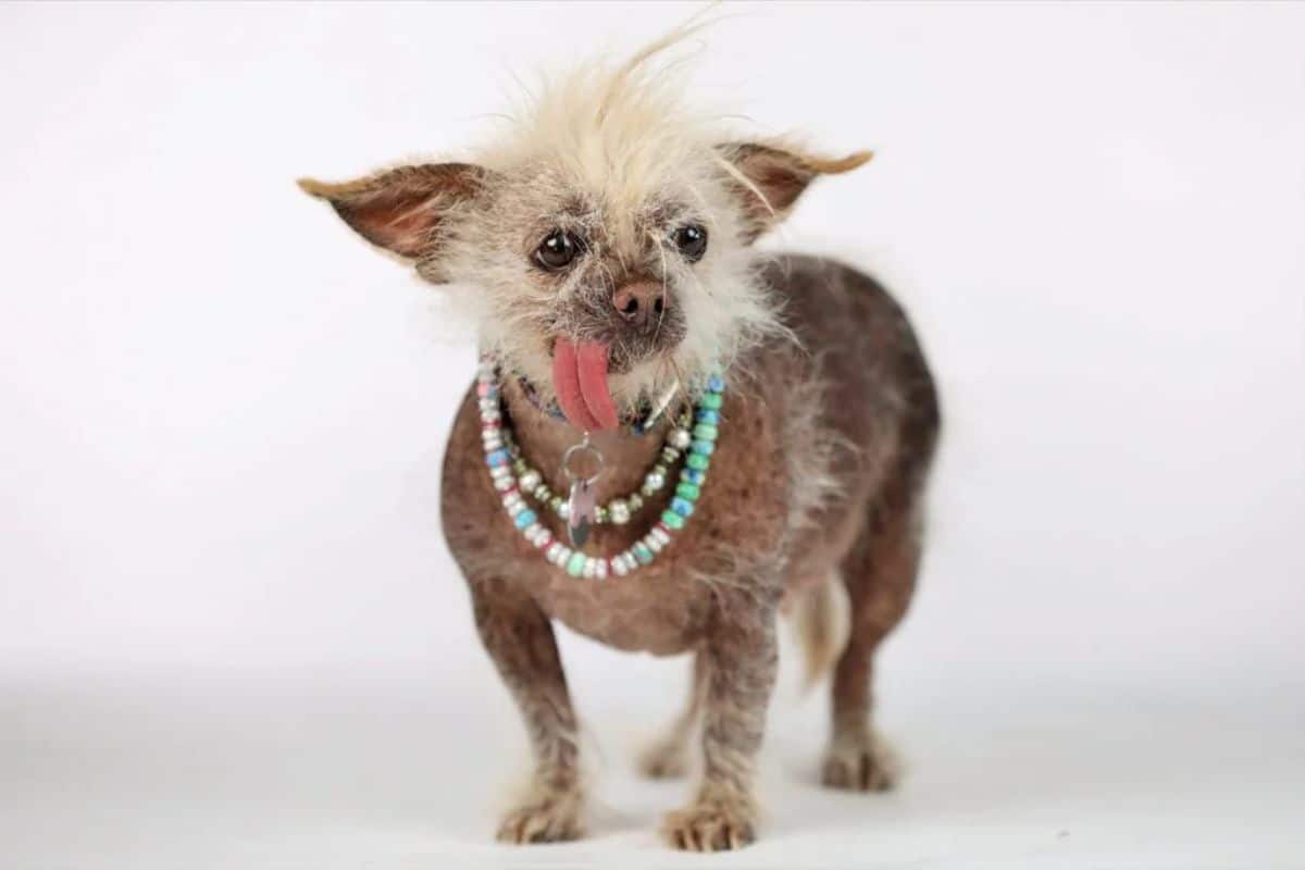 chinese crested dog wearing 2 colourful bead necklaces