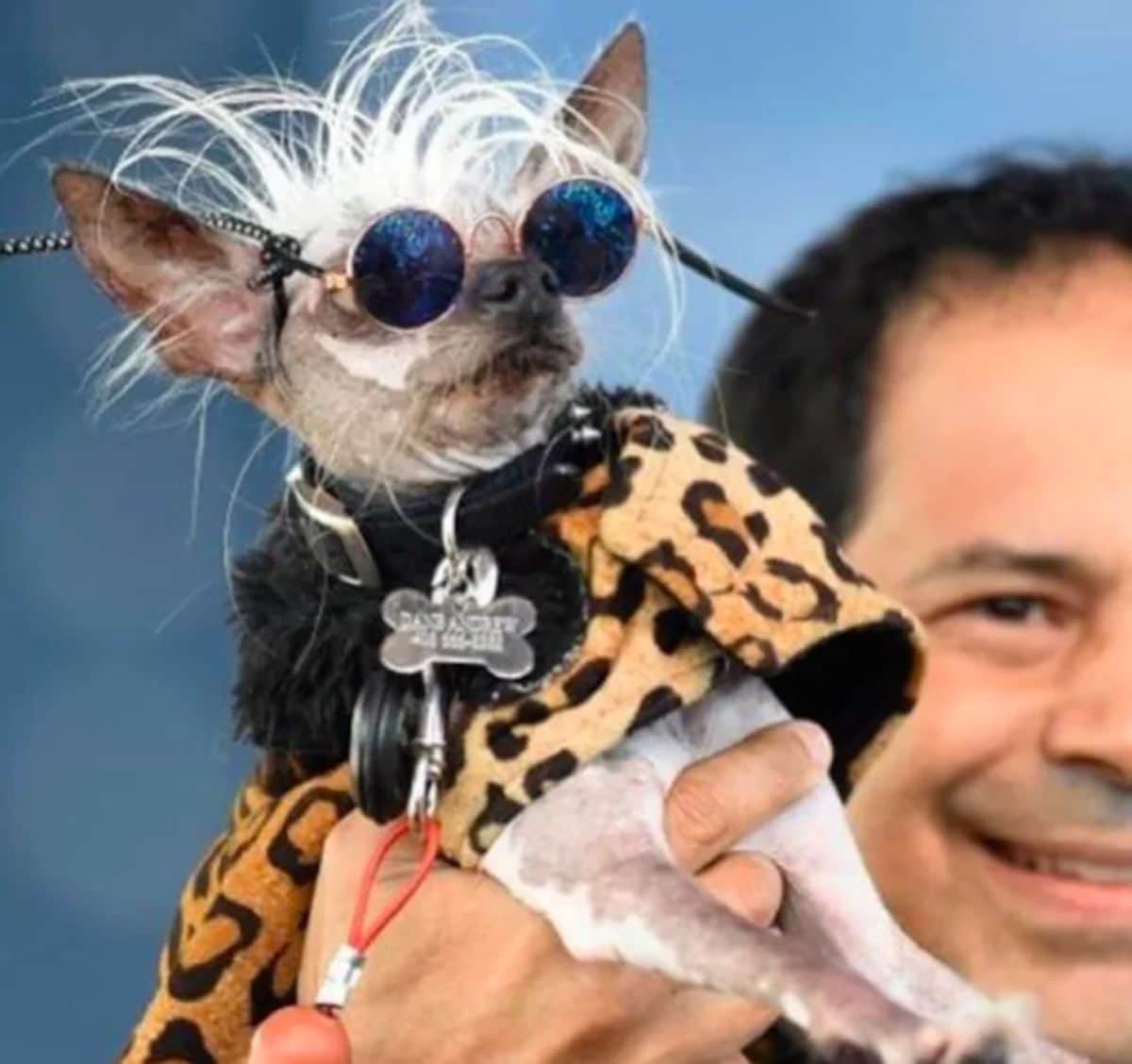 chinese crested dog wearing black sunglasses and a leopard print jacket being held up by someone