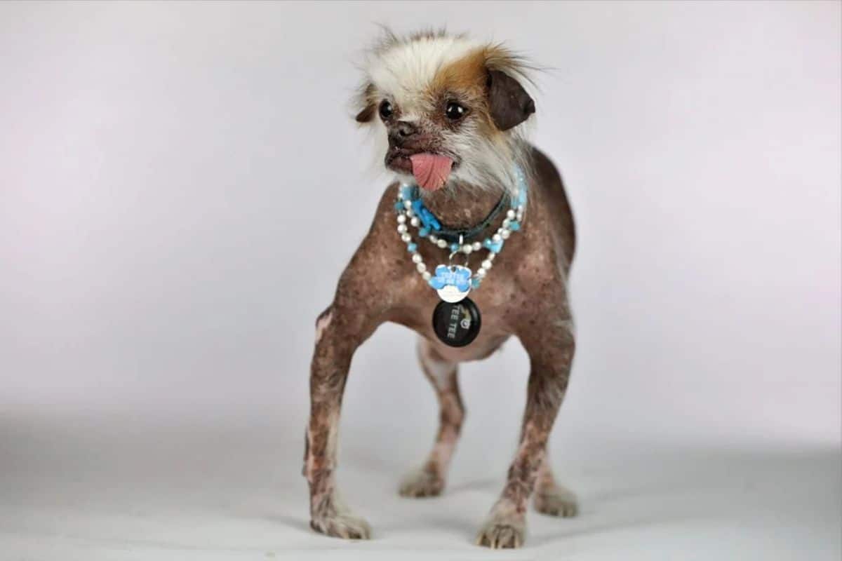 chinese crested dog wearing blue and white bead necklaces and standing bow-legged