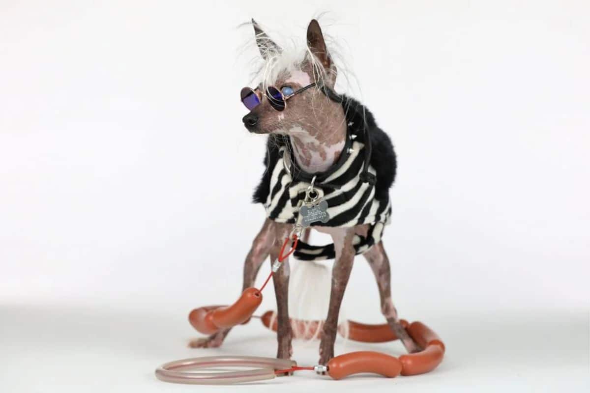 chinese crested dog wearing sunglasses and wearing a black and white zebra print coat with a sausage leash on the floor