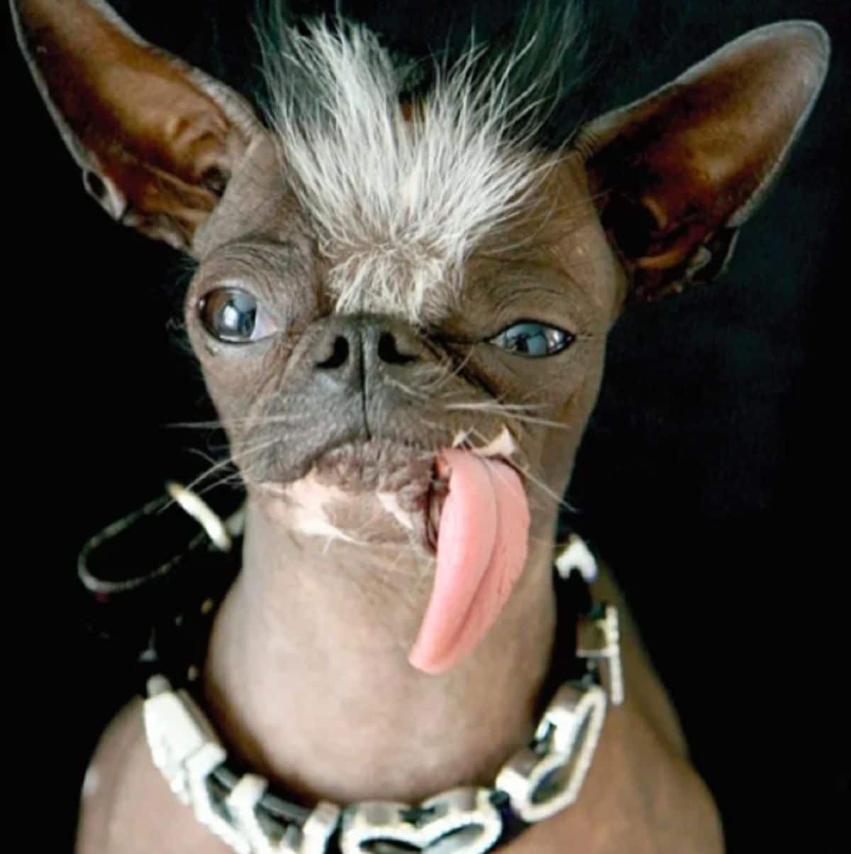 chinese crested dog with the tongue hanging out the side