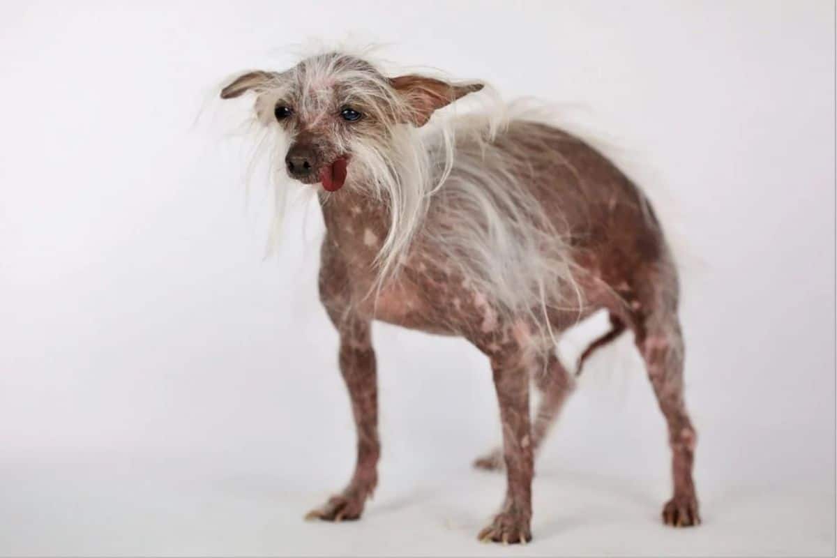 chinese crested dog with white fur here and there and the tongue sticking out the side