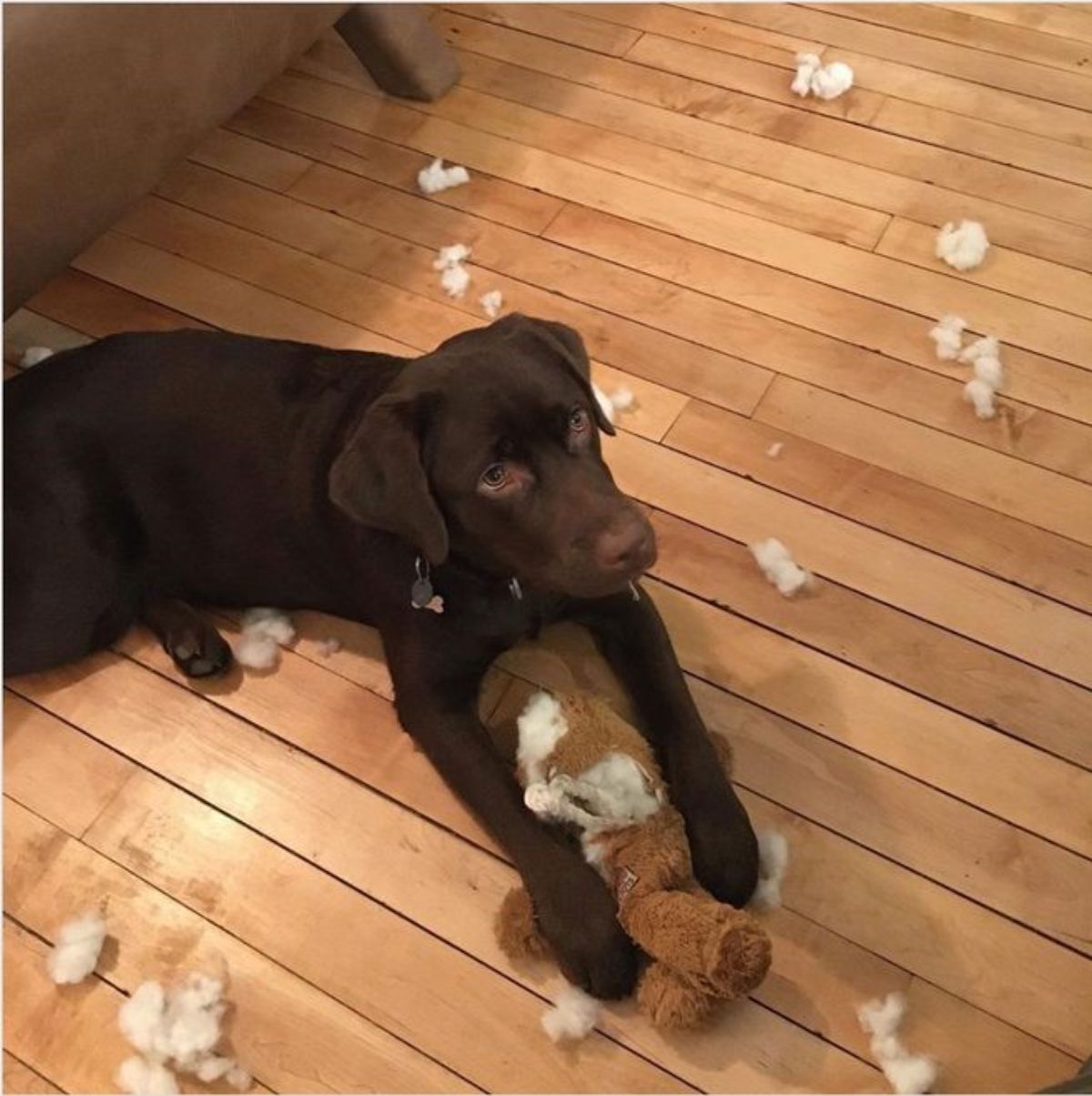 chocolate labrador retriever laying on the floor with a ripped up brown teddy bear
