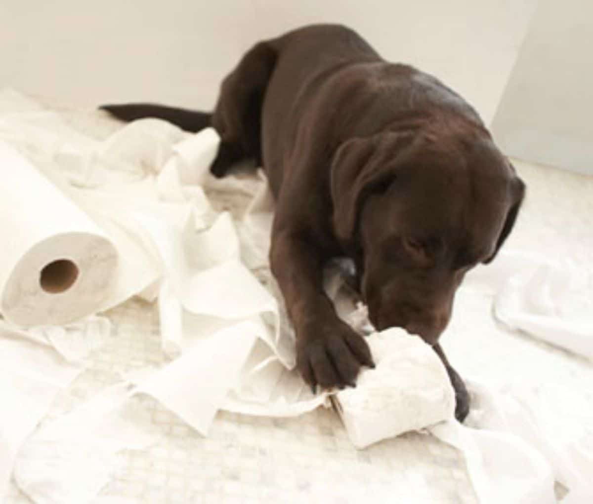 chocolate labrador retriever puppy laying on the floor ripping upp rolls of toilet paper