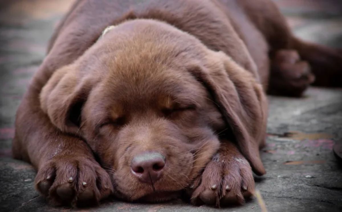 chocolate labrador retriever sleeping
