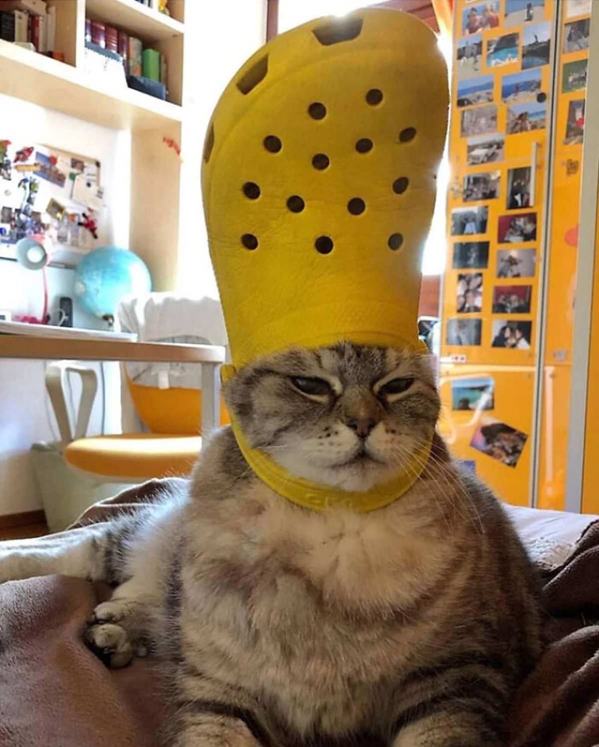 chubby grey and white tabby cat on a bed wearing a yellow crocs slipper on the head