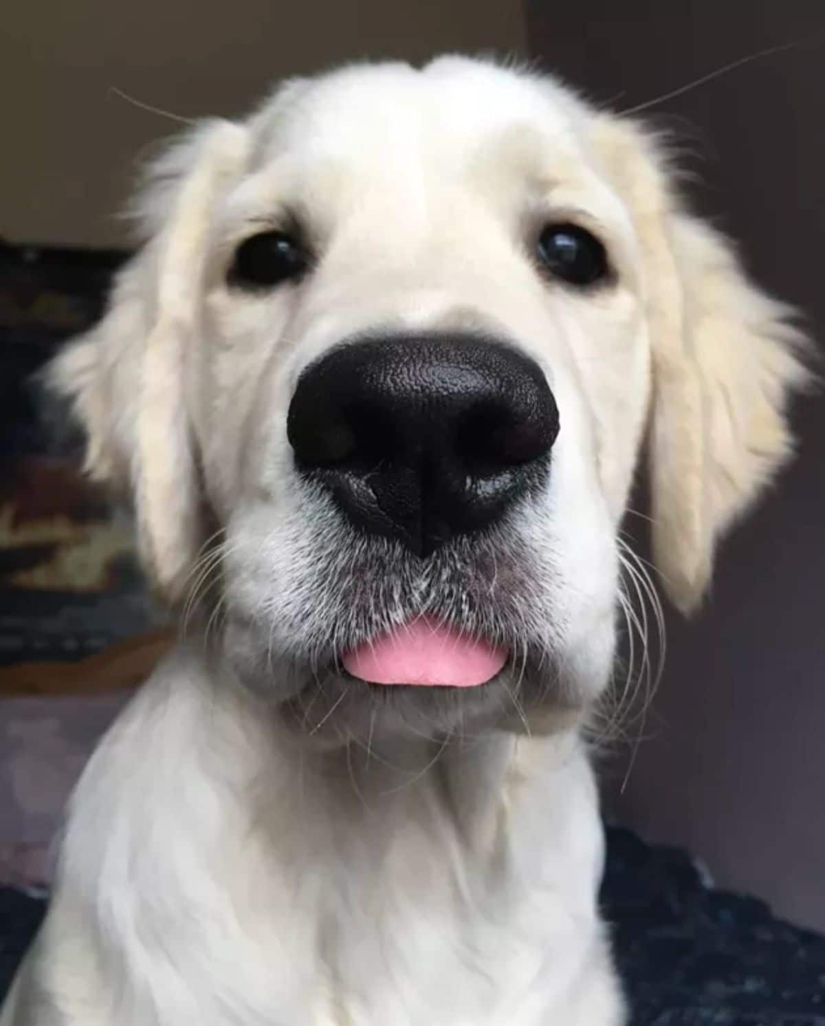 close up of a golden retriever puppy's face