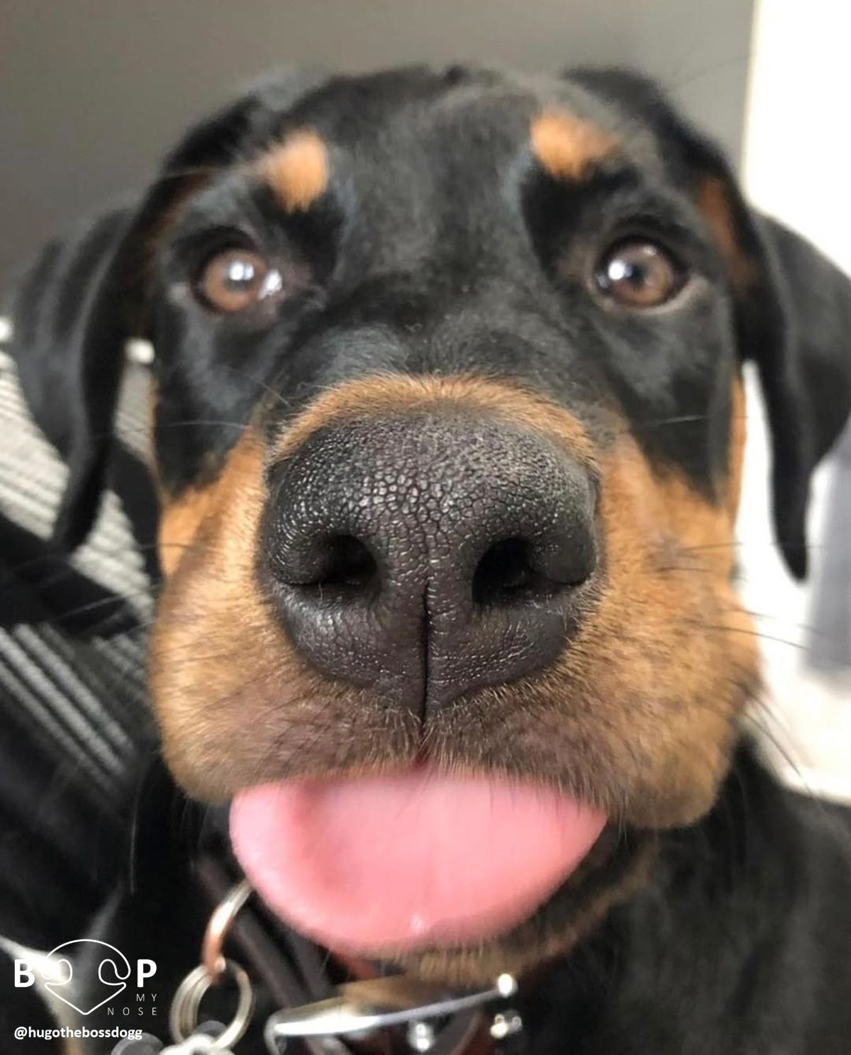 close up of black and brown rottweiler's face with the tongue sticking out