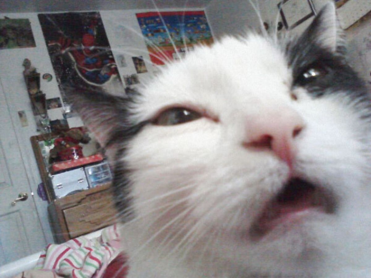 close up of black and white cat's face with the eyes squinting slightly and the mouth open