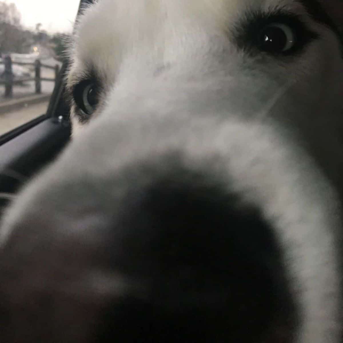 close up of black and white dog's nose