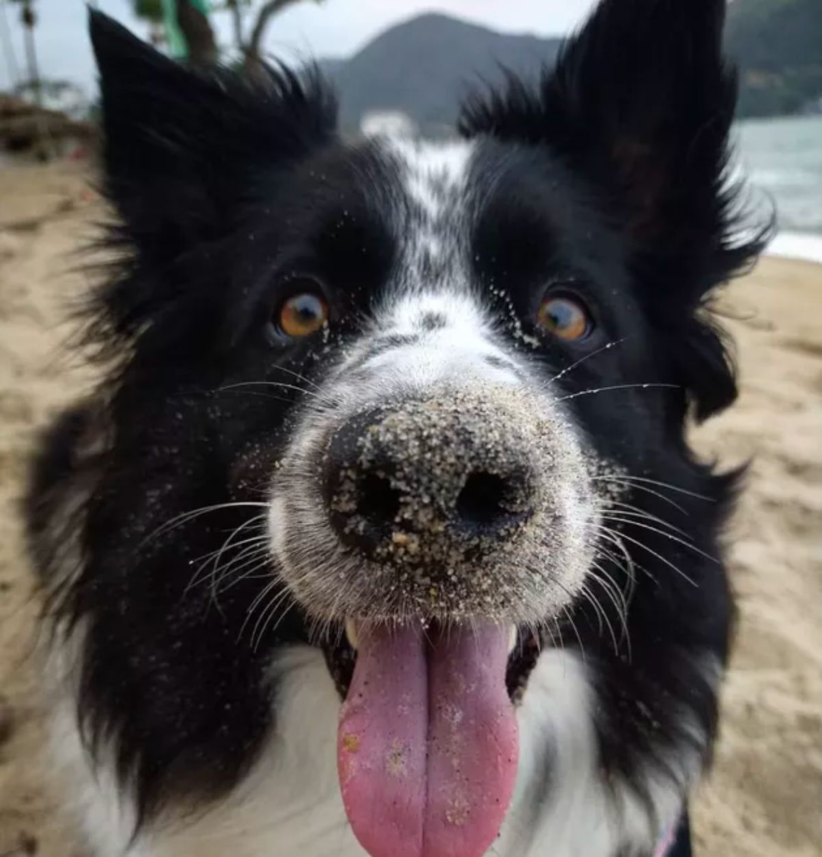 close up of black and white fluffy dog at a beach with sand on the nose