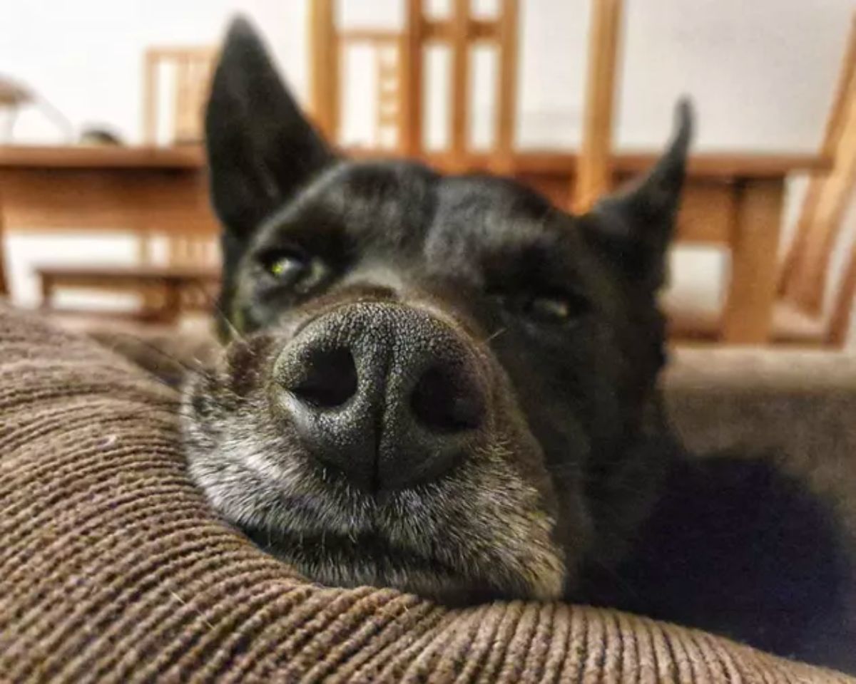 close up of black dog laying on a brown sofa