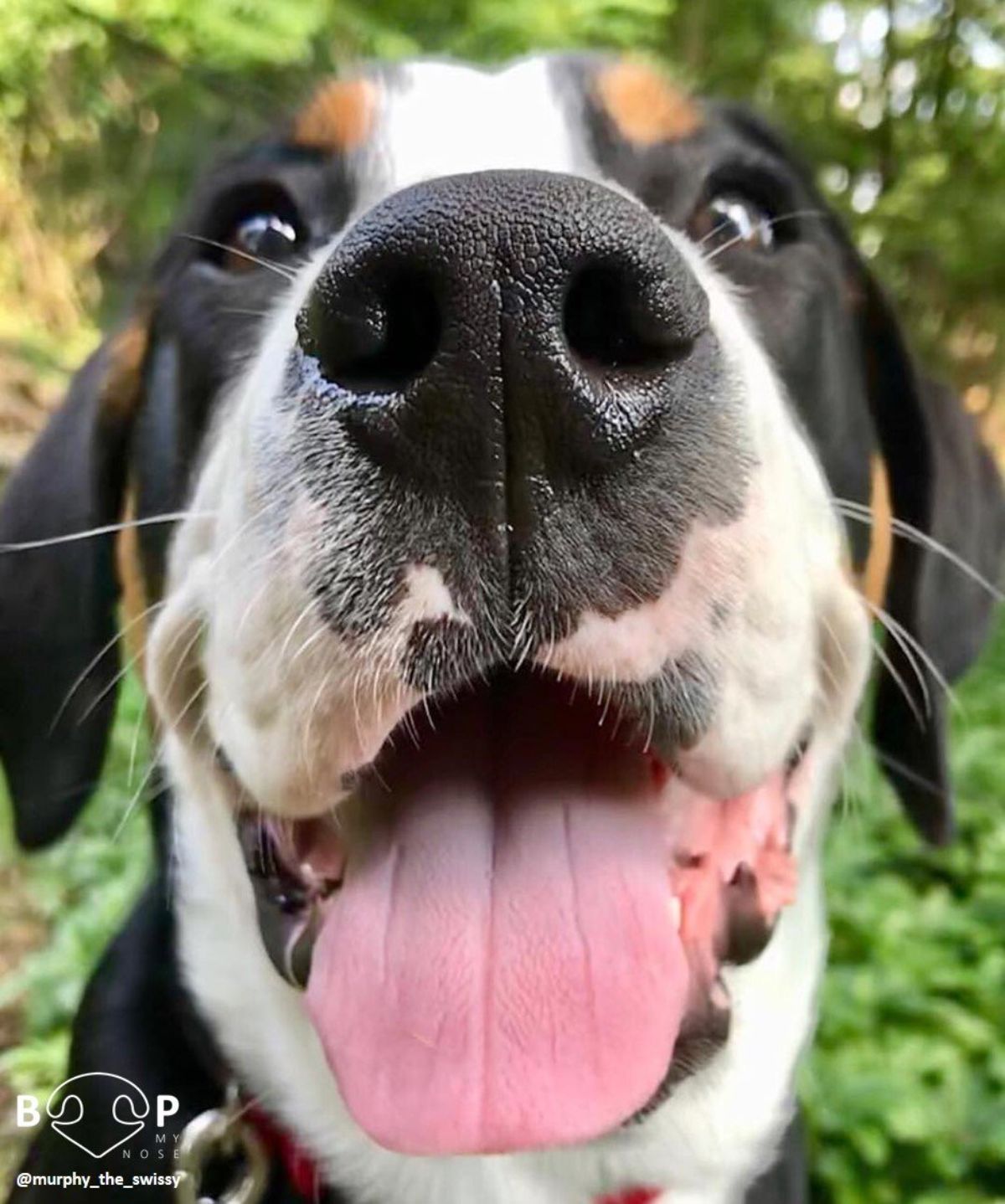 close up of black white and brown dog's smiling face