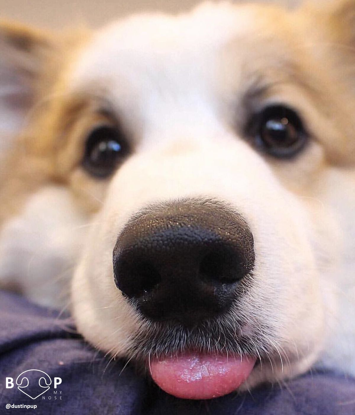 close up of brown and white corgi puppy with the tongue sticking out slightly